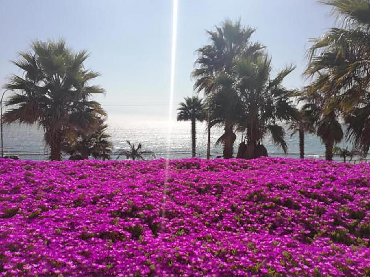 Playa Paraiso Resort Concón Dış mekan fotoğraf